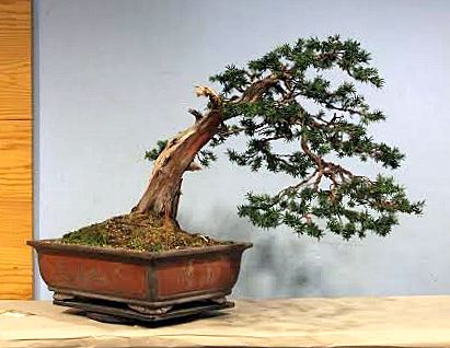 taxus cuspidata pre bonsai alakitasa bonsai demo alatt papp sandor bonsai mester altal az egyetemi bonsai club kiallitasan
